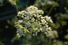 Pimpinella majorGrote bevernel bestellen